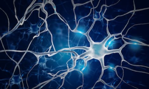 Brain psychology facts and neuroscience