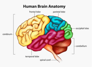 Human brain anatomy showing the major lobes